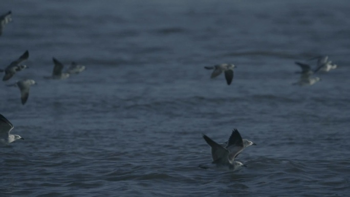 海鸥野生动物湖泊生态迁徙生物小鸟飞翔