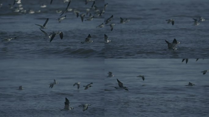 海鸥野生动物湖泊生态迁徙生物小鸟飞翔