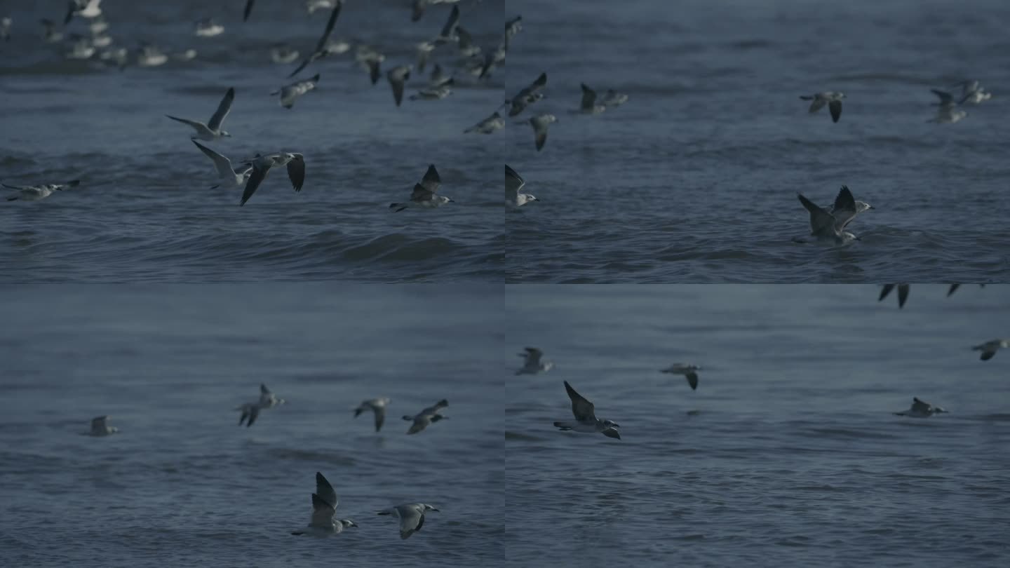 海鸥野生动物湖泊生态迁徙生物小鸟飞翔