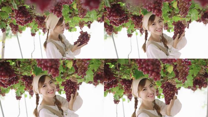年轻女子站在美丽的葡萄藤下，葡萄藤上长满了成熟的红葡萄。她拿着一束葡萄，微笑着向镜头展示。