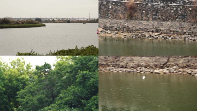阳江湖边公园河流树木白鸟
