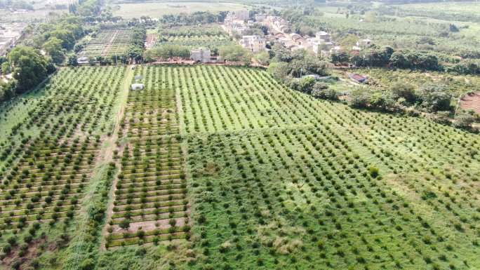 农业种植海南澄迈山柚油种植航拍