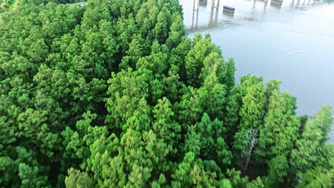 云海绿色森林资源水松林航道航拍