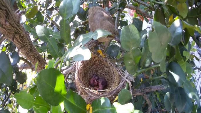 鸟鸟窝哺育大自然