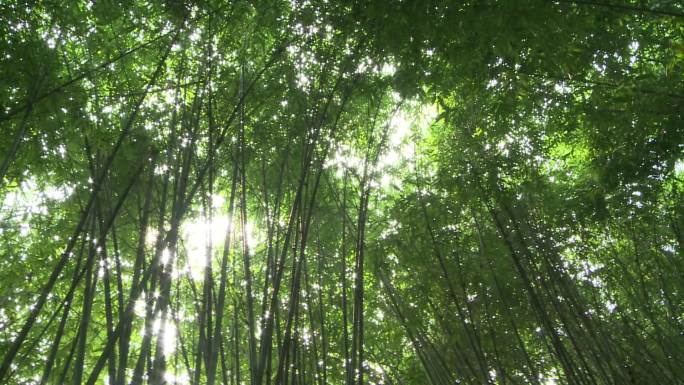 成都武侯祠夏日竹林林荫翠竹