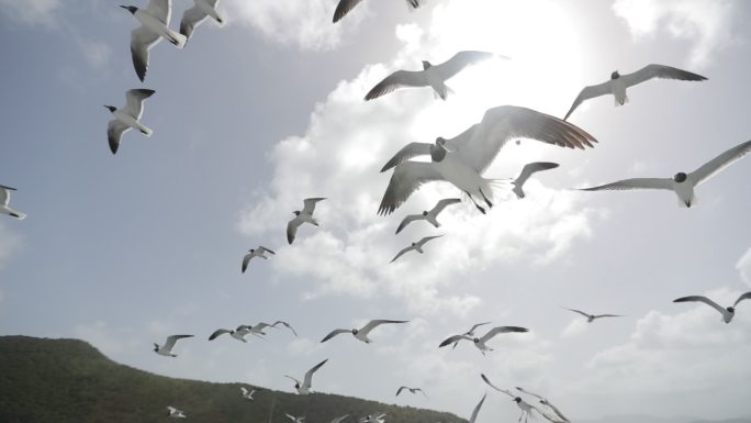 海鸥飞越海洋野生动物湖泊生态迁徙生物小鸟