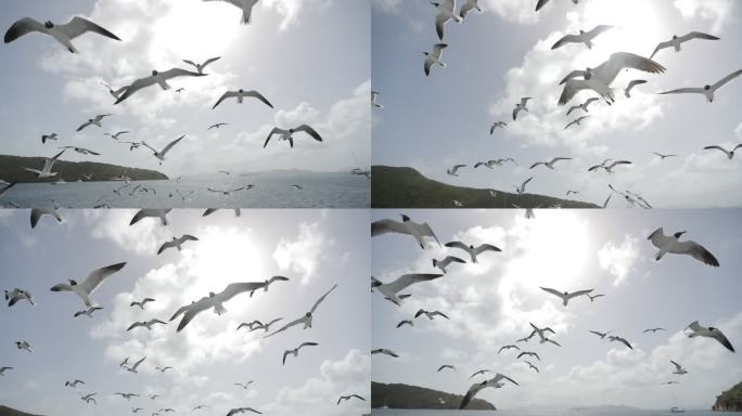 海鸥飞越海洋野生动物湖泊生态迁徙生物小鸟