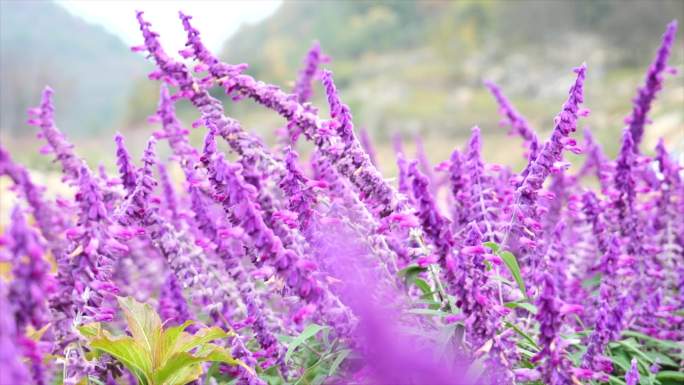 鼠尾草特写唯美蜜蜂采食花粉