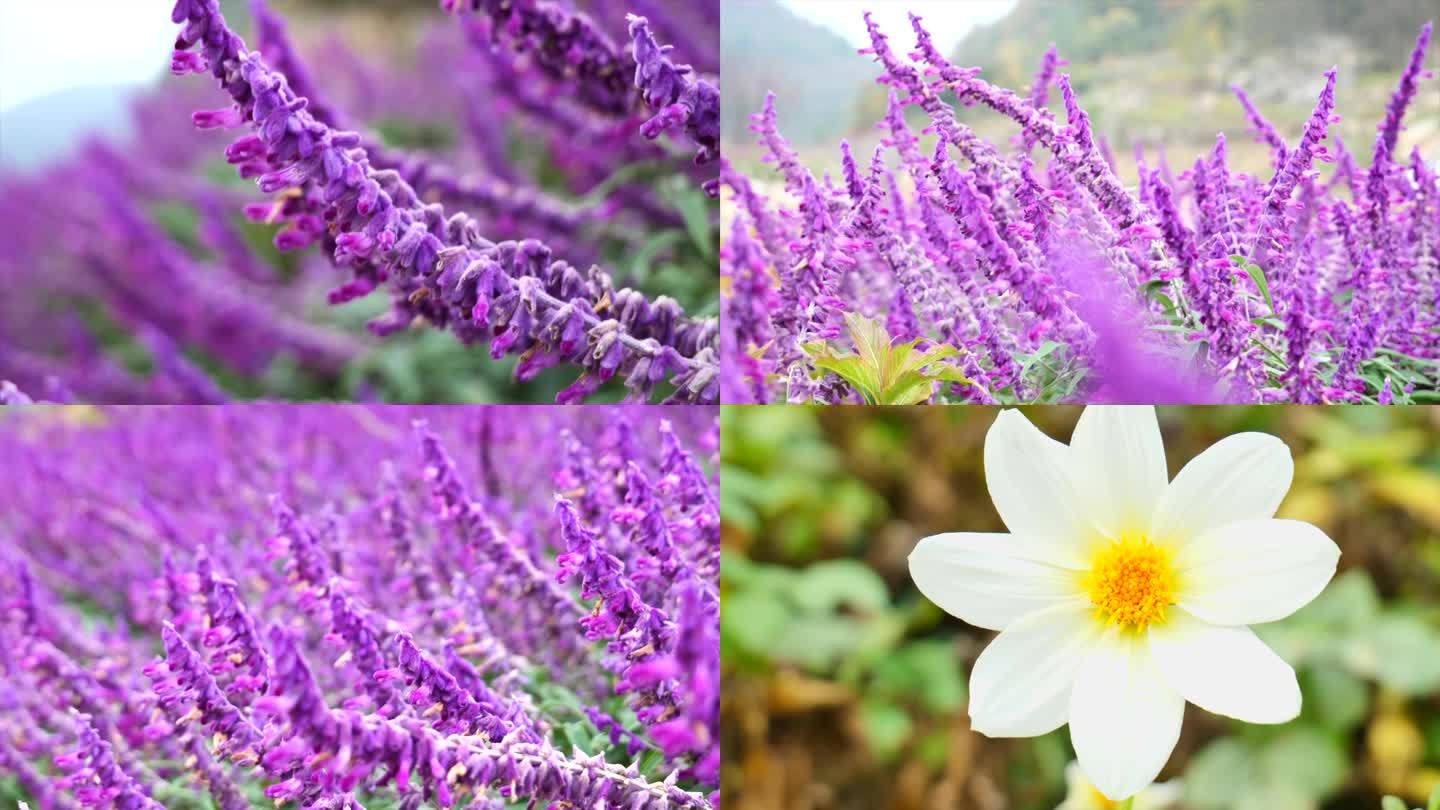 鼠尾草特写唯美蜜蜂采食花粉