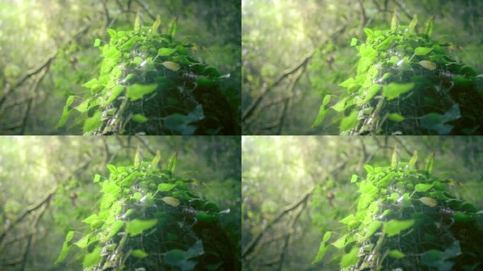 4k绿色大自然静谧油画视频