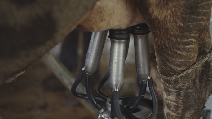 近距离拍摄农场奶牛挤奶机。