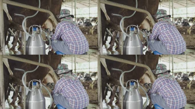 农妇在农场用挤奶机挤奶