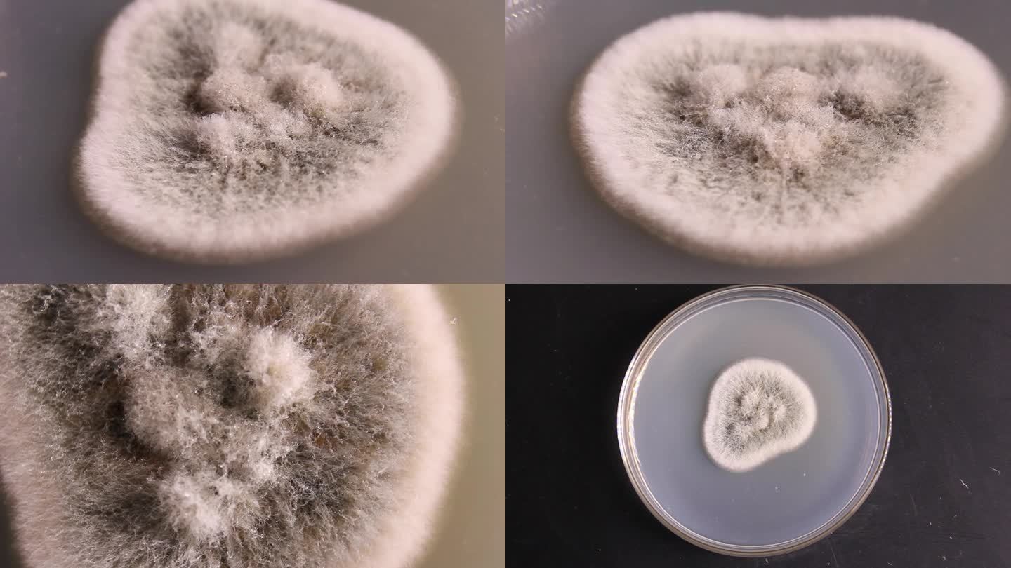 微生物学培养皿青霉 真菌 PDA培养基