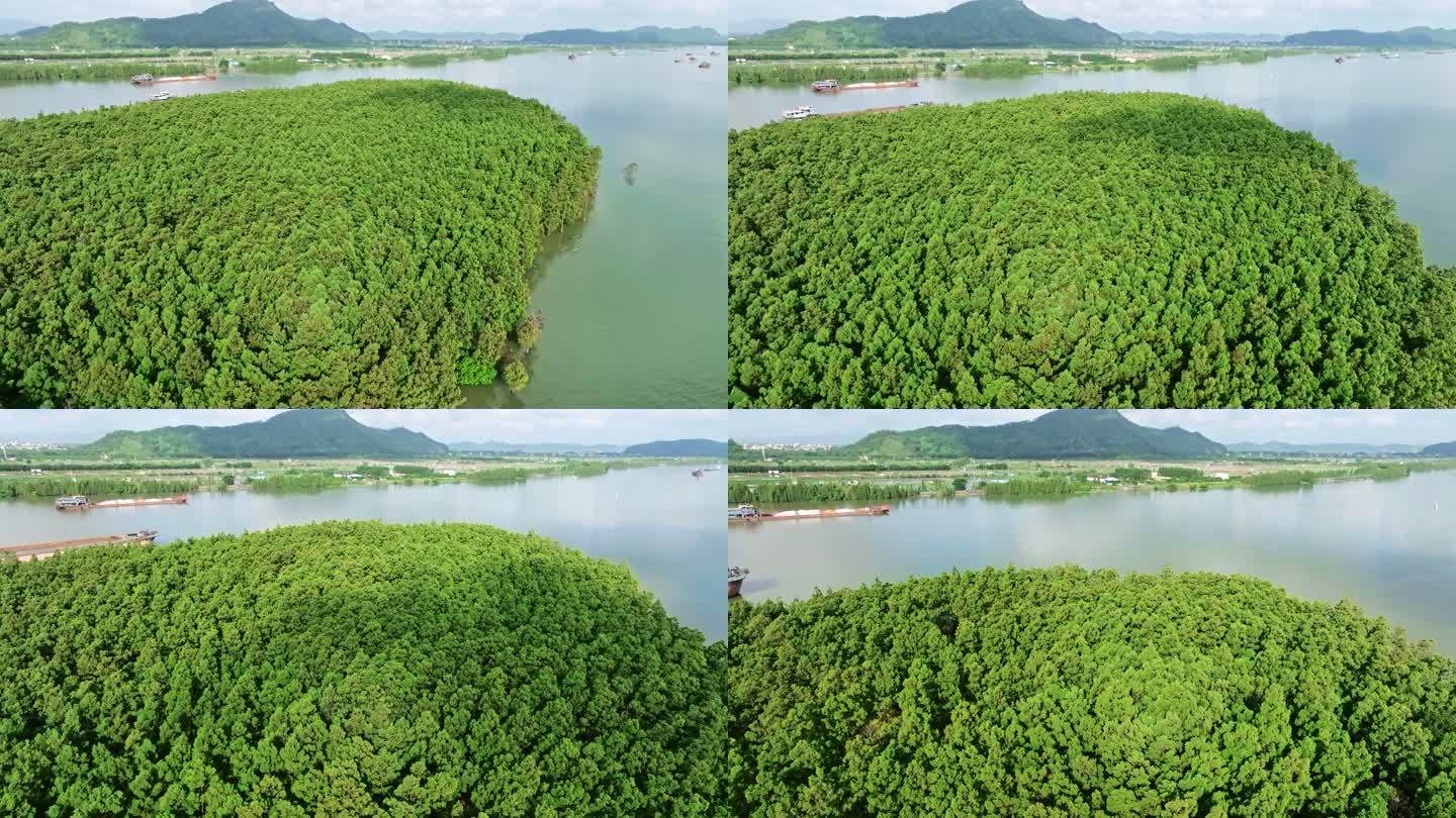 中国特有树种水松林航拍