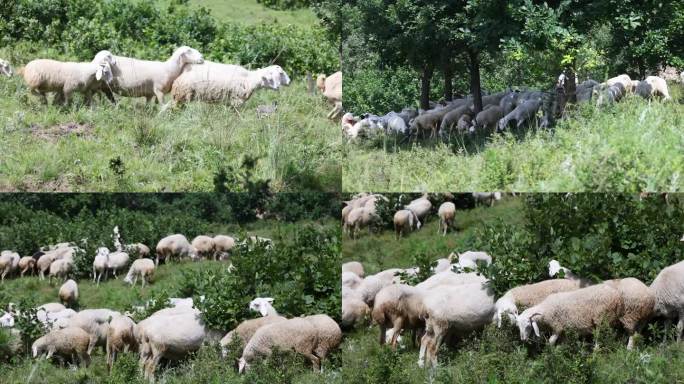 乡村养殖在山上放牧山羊养殖户放羊视频素材