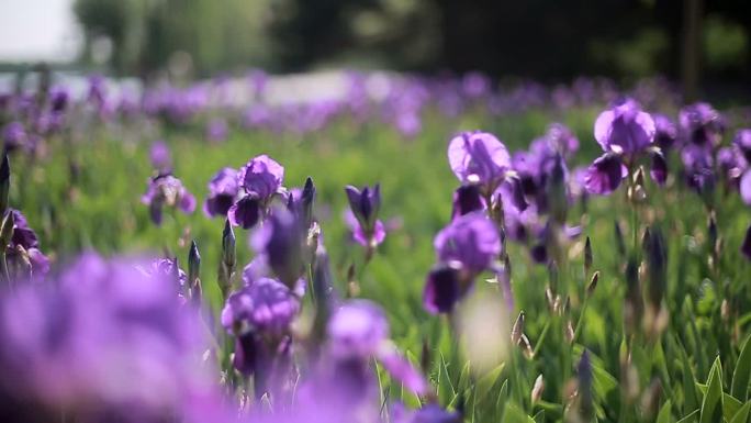 春天公园紫色鸢尾花