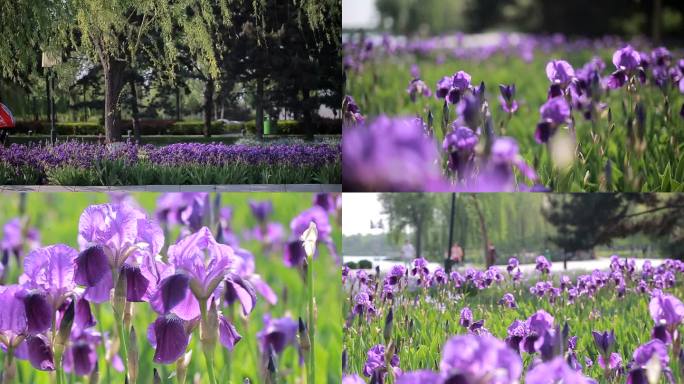 春天公园紫色鸢尾花