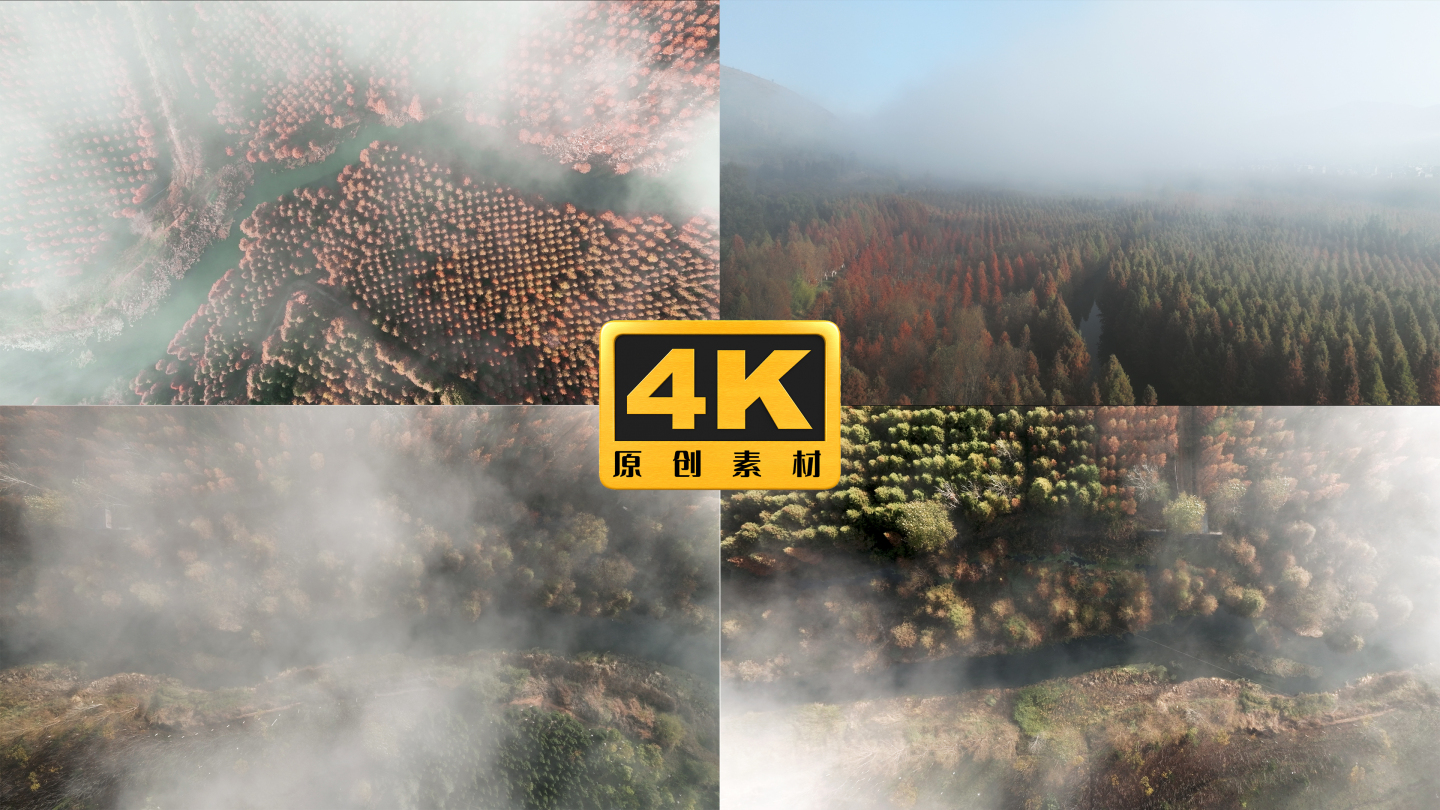 4K-清晨在云雾中的甸尾村水杉风光航拍