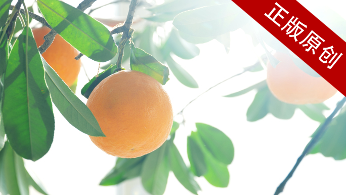橙橙子农业脐橙柑橘沃柑水果实拍