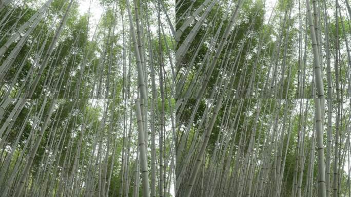 竹林热带竹子竹林