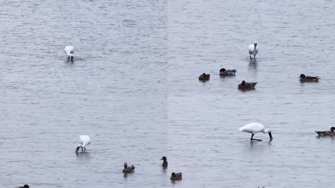 深圳湾红树林的黑脸琵鹭