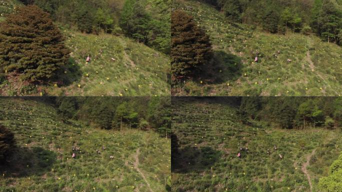 采茶人传统农业漫山遍野勤劳身影