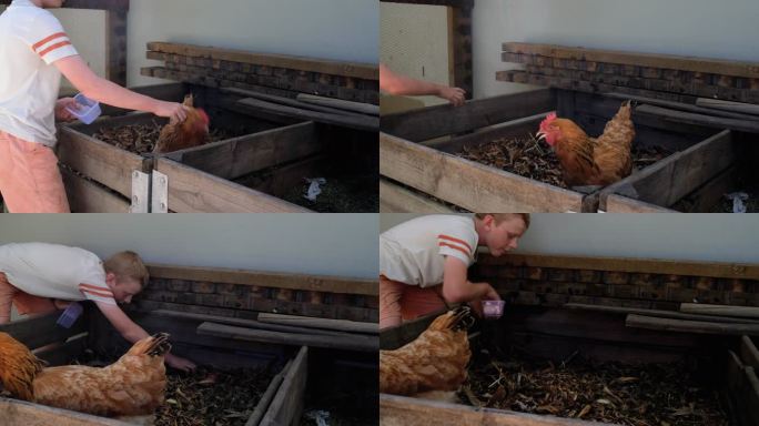 小男孩从堆肥箱里收集散养鸡蛋