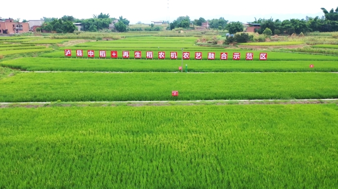 泸县中稻 再生稻