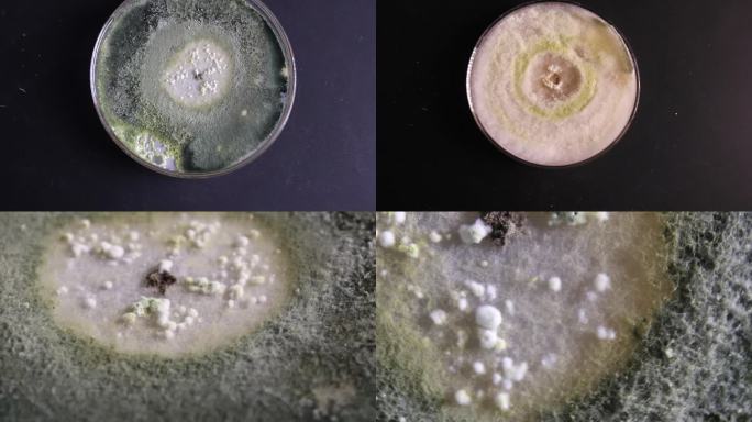 微生物学培养皿木霉真菌PDA培养基培养皿