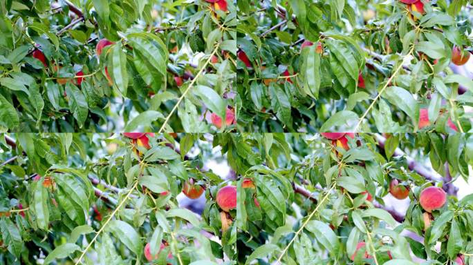 桃树水果实丰收喜悦采摘种植