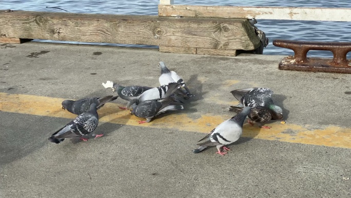 海鸥、鸽子和薯条喂食海边