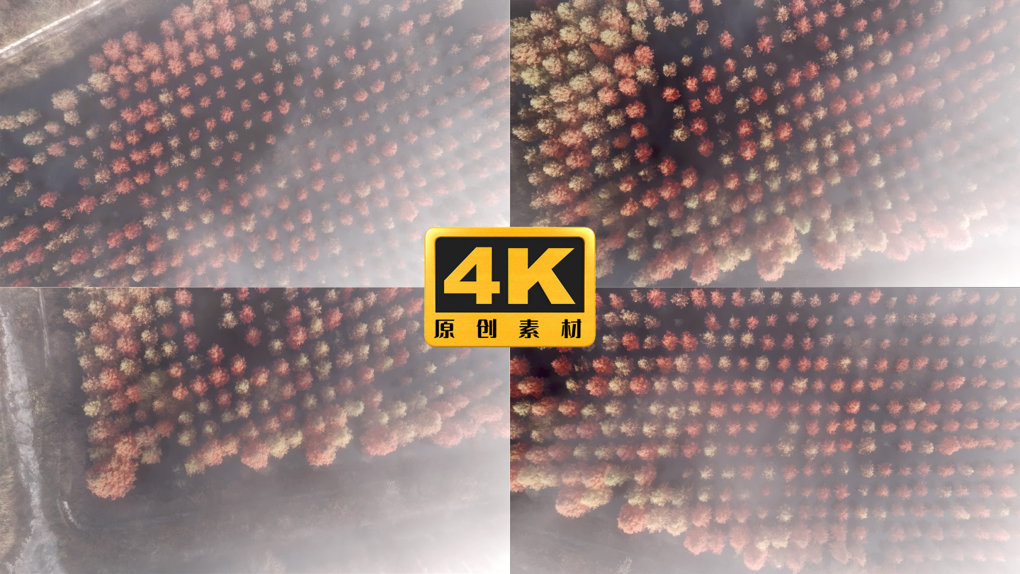 4K-俯瞰在云雾中的甸尾村水杉风景