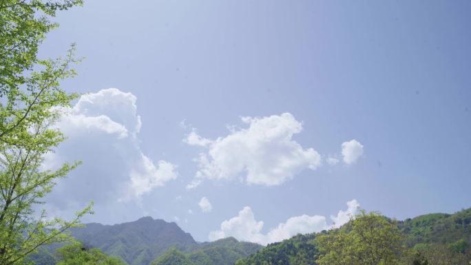 陕西秦岭翠华山迎客松夏日风光