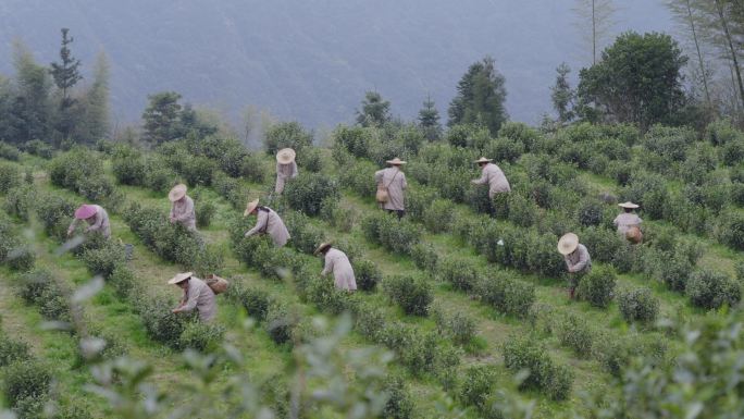 原生态大自然茶农采集茶叶