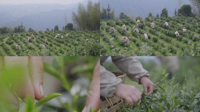 原生态大自然茶农采集茶叶