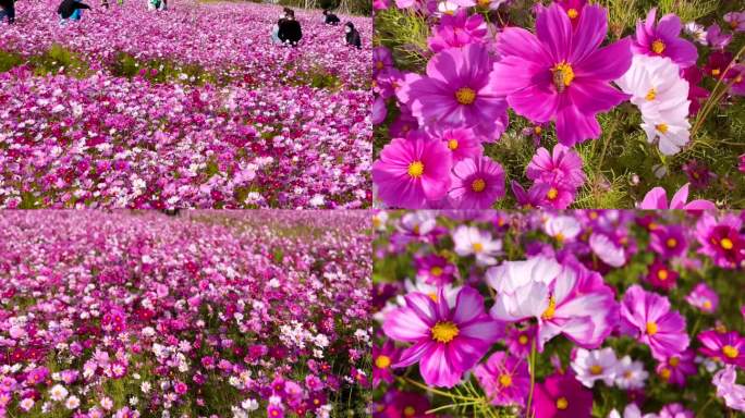 格桑花、花海打卡地旅游、鲜花盛开 05