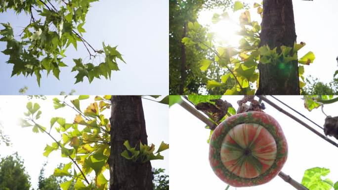 夏日植物银杏树逆光拍摄