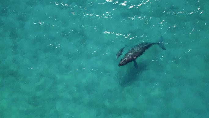 野生雌性座头鲸与幼崽一起游泳的鸟瞰图