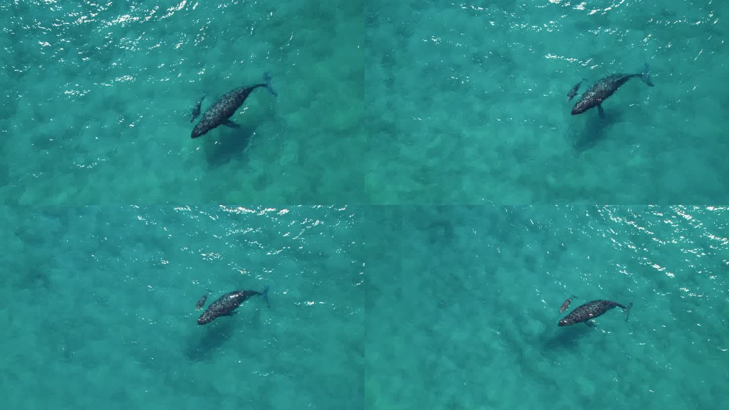 野生雌性座头鲸与幼崽一起游泳的鸟瞰图