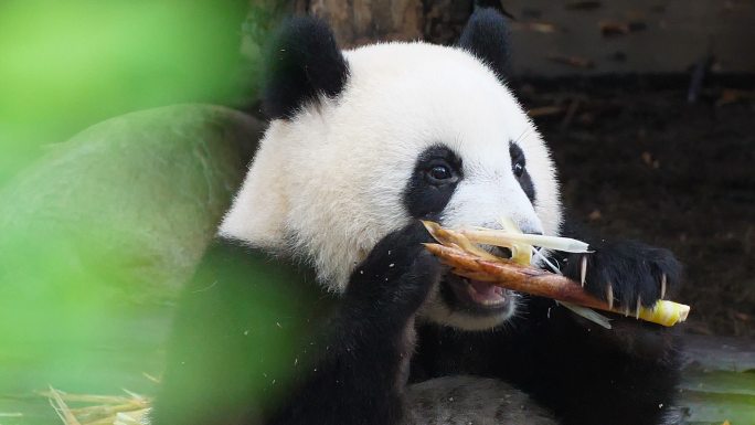 大熊猫吃竹子中国国宝黑白配大熊猫吃竹子
