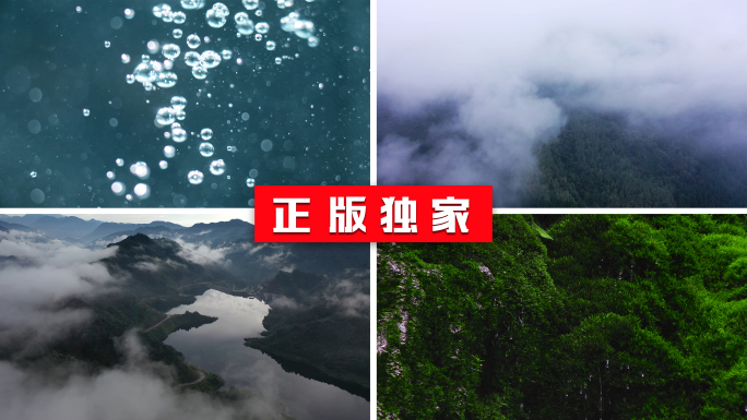 森林生命生长水大自然雨林水滴水树林雨滴