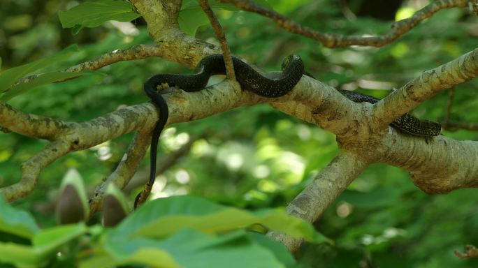 四国岛白玉兰上的日本条纹蛇