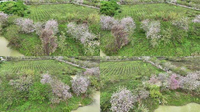 紫荆花树田园生活风景高清航拍