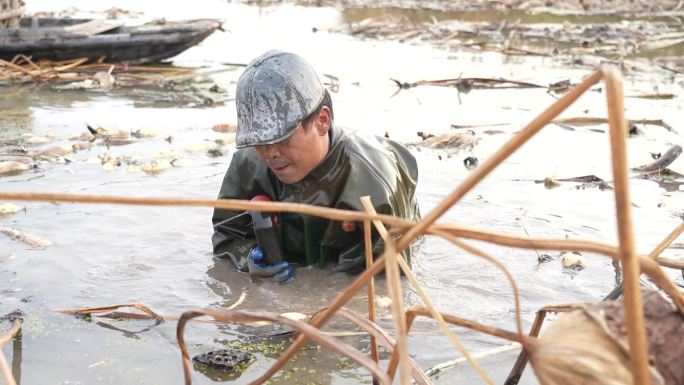 洪湖莲藕 藕汤 摘藕 湖北莲藕 藕农