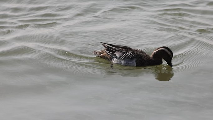 白眉鸭、赤颈鸭觅食、深圳湾的野鸭