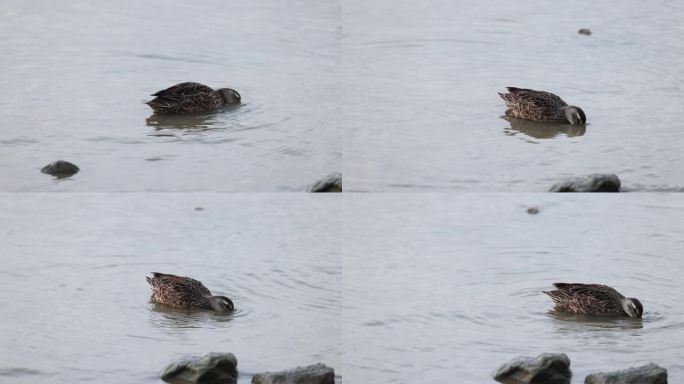 白眉鸭、赤颈鸭觅食、深圳湾的野鸭