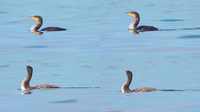 鸟-大鸬鹚（Phalacrocorax carbo）在秋天阳光明媚的一天在大湖中游泳。