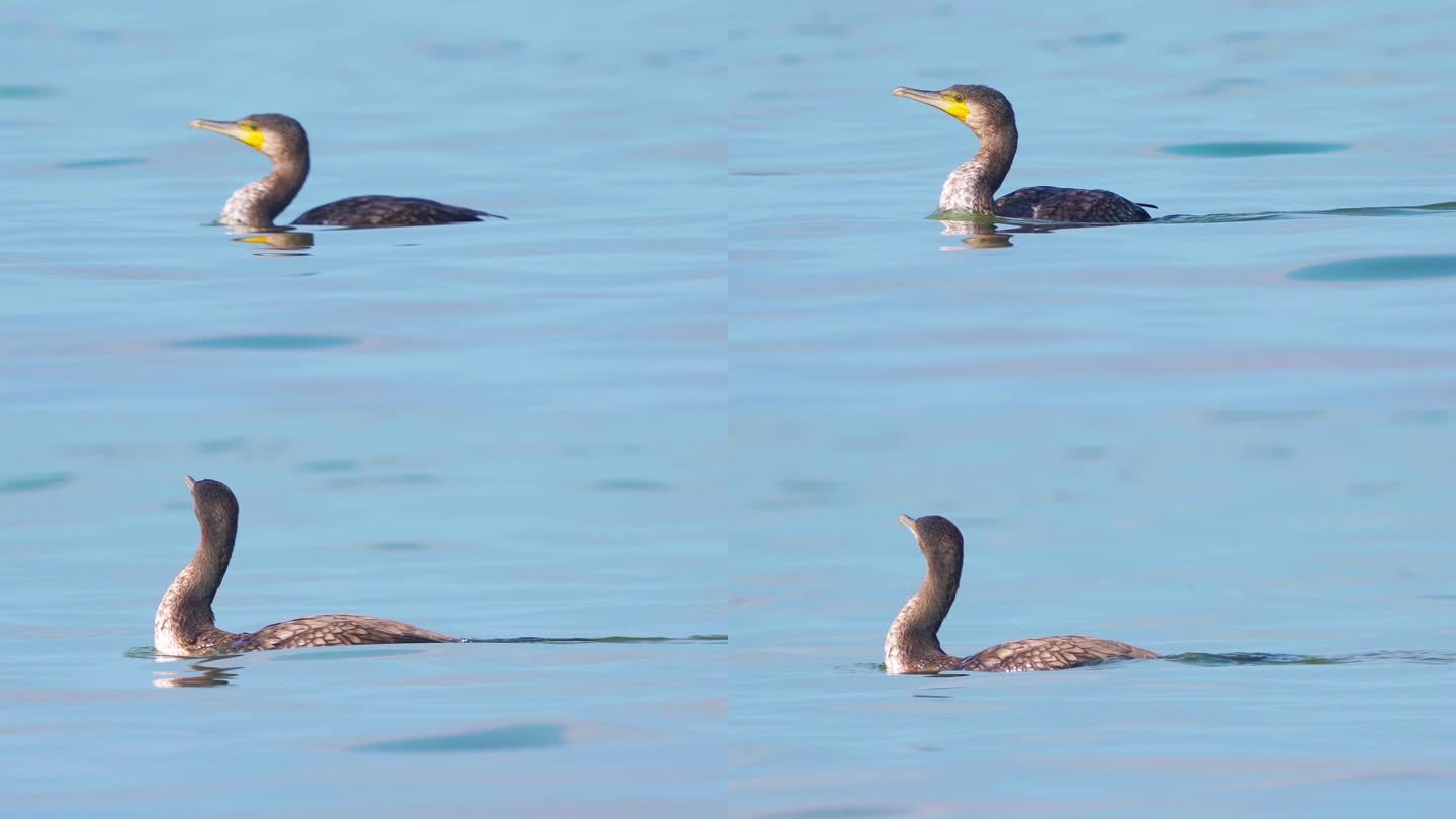 鸟-大鸬鹚（Phalacrocorax carbo）在秋天阳光明媚的一天在大湖中游泳。