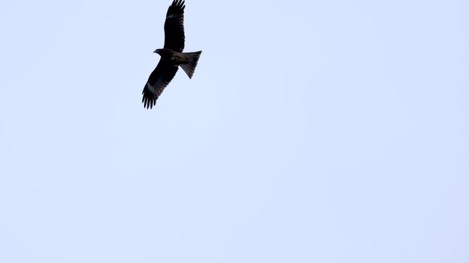 黑耳鸢、鹰击长空、战斗机