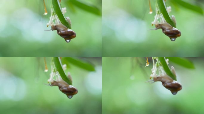 雨天，蜗牛在树叶上